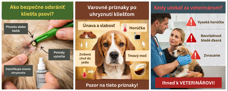 Ako bezpečne odsrániť kliešťa psovi